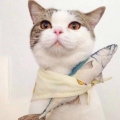 我是猫猫控